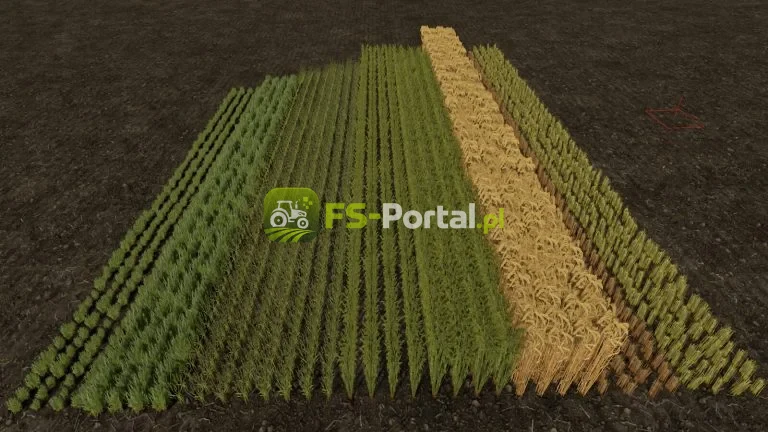 Row Seeding Barley, Oat, Wheat, Canola, Mulitfruit