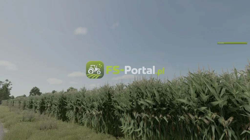 Improved Corn Plants Three