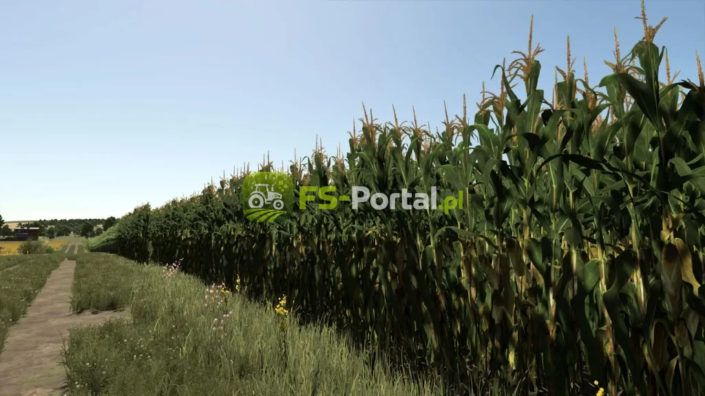 Improved corn plants