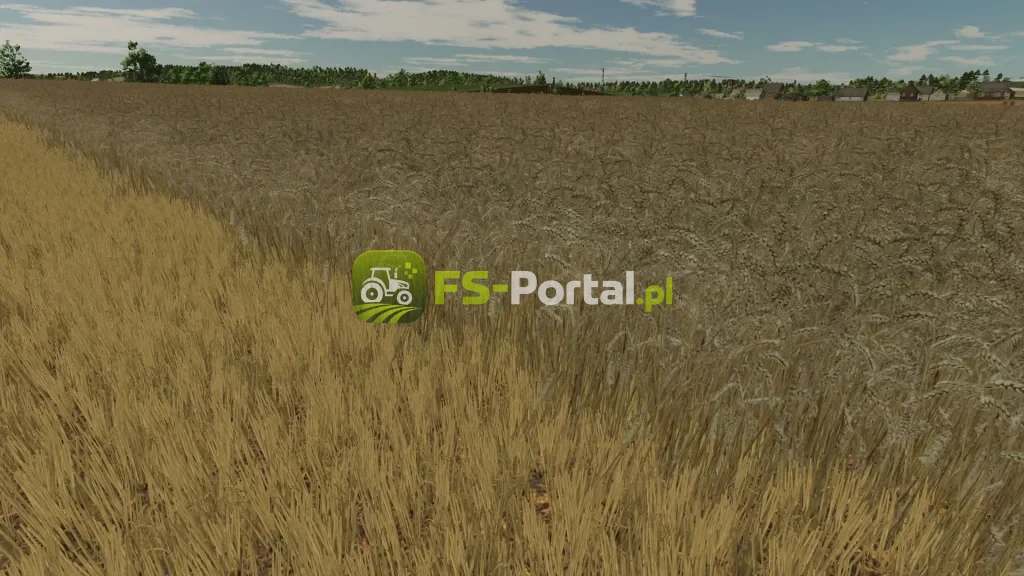 Realistic texture of ripe wheat