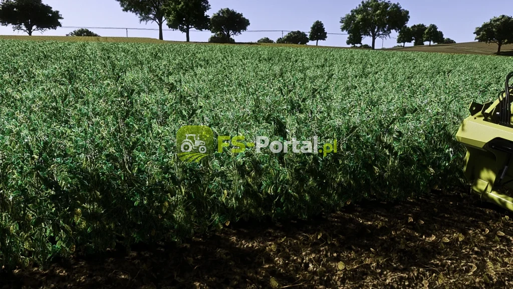 Faba Beans