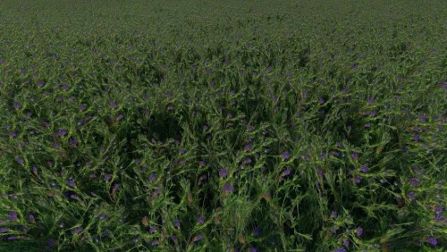 More information about "Clover and Alfalfa Texture"