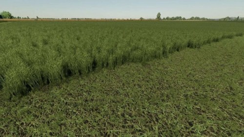 More information about "Grass Texture"