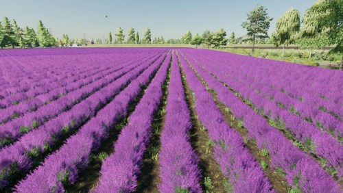 More information about "Lavender in Rows (Prefab)"
