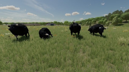More information about "Placeable Bulls"