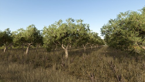 More information about "Olives + Olive Picker"