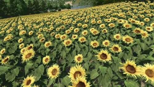 More information about "Sunflower Texture"