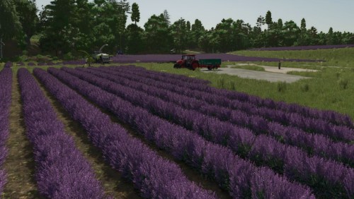More information about "Lavender in Rows (Prefab)"