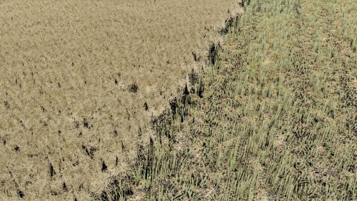 More information about "Canola Texture"