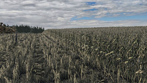 More information about "Corn Texture New Gen V2"