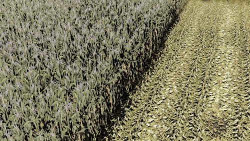 More information about "Maize - normal - rowcrop ready"